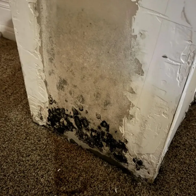 Professional Mold Removal in La Blanca, TX
